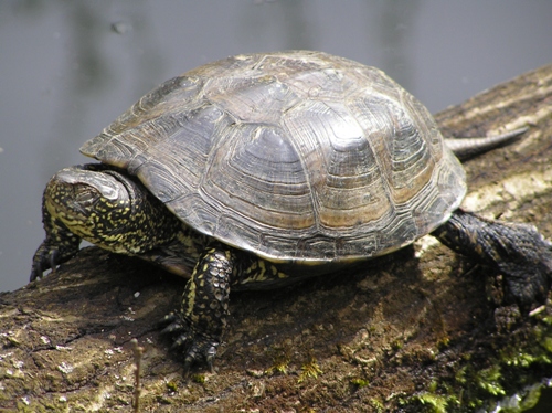 Portrait einer Europäische Sumpfschildkröte (Emys orbicularis). (c) Dominik Müller