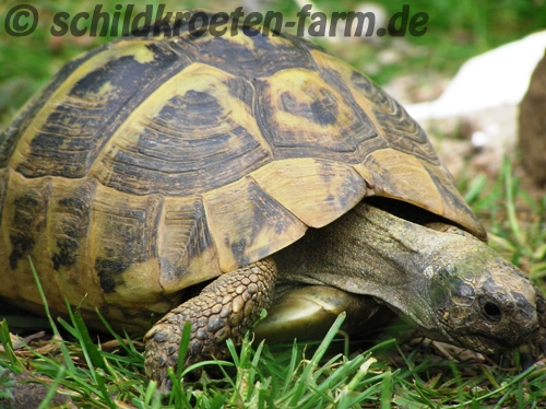 Weibliche Griechische Landschildkröte (Testudo hermanni boettgeri) "erschnüffelt" sich den Weg zum Futter. (c) Dominik Müller