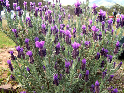 Lavendel (Lavandula sp.), Foto: wikipedia.de