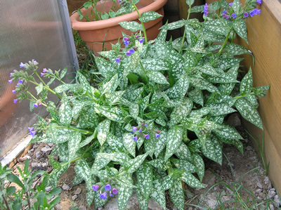 Lungenkraut (Pulmonaria sp.), Foto: Dominik Müller