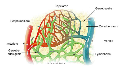 Darstellung der Kapillaren innerhalb des Gewebes. (C) Dominik Müller