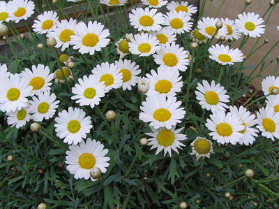 Margerite (Leucanthemum sp.), Foto: Dominik Müller