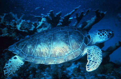 Aufnahme einer Suppenschildkröte (Chelonia mydas)