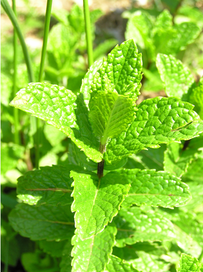 Minze (Mentha sp.), Foto Dominik Müller, Hinweise: Minze ist sehr vermehrungsfreudig - deshalb sollte man das Wurzelwachstum im Erdreich eingrenzen.