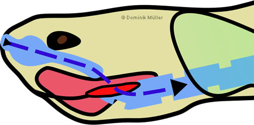 Topografischer Querschnitt Kopf/Hals - Darstellung des Luftweges während der Einatmung (Inspiration). (C) Dominik Müller