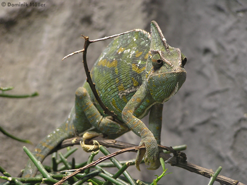 Jemenchamäleon (Chamaeleo calyptratus) auf Nahrungssuche. (c) Dominik Müller