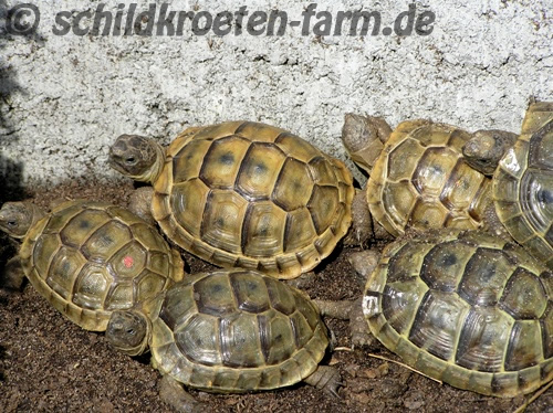 Maurische Landschildkröten (Testudo graeca) beim Sonnenbaden im Frühbeet. (C) Dominik Müller