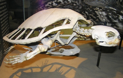Skelett einer Suppenschildkröte (Chelonia mydas). (C) Dominik Müller