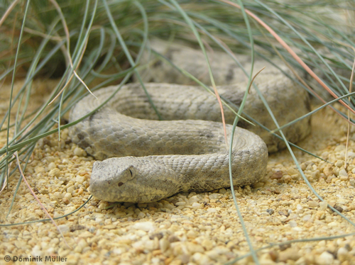 Felsen-Klapperschlange (Crotalus lepidus) in Lauerstellung. (c) Dominik Müller