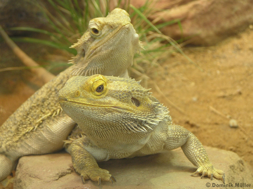 Bartagamen (Pogona vitticeps) beim Sonnenbaden. (c) Dominik Müller