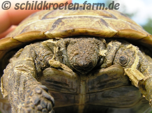 "Fetzenweise" Häutung einer Maurischen Landschildkröte (Testudo graeca). (C) Dominik Müller
