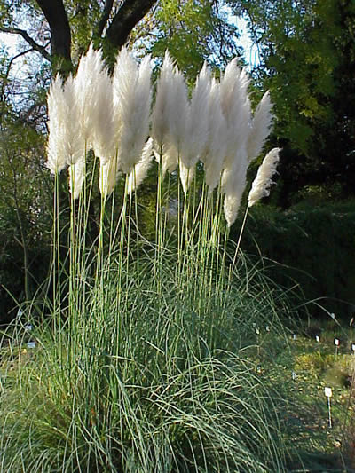 Pampasgras (Cortaderia sp.), Foto: wikipedia.de, Hinweise: Diese Pflanze besitzt sehr scharfe Halme, bitte aufpassen!