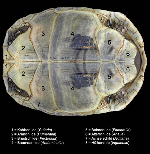 Hornschilde des Bauchpanzers (Plastron) einer Maurischen Landschildkröte. (C) Dominik Müller