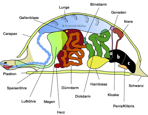 Topografische Darstellung der Organe einer Schildkröte. (C) Dominik Müller