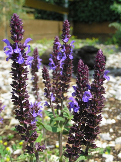 Salbei (Salvia sp.), Foto: Dominik Müller