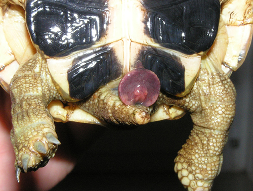 Ausgestülpter Penis einer semiadulten Italienischen Landschildkröte (Testudo hermanni hermanni). (C) Dominik Müller