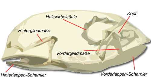 Nahansicht der Darstellung der Scharnierfunktion. (C) Dominik Müller