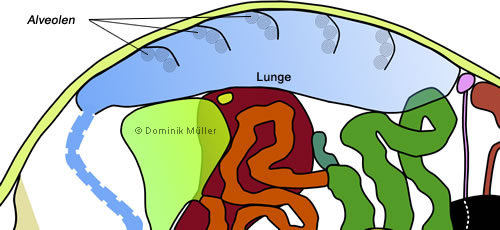 Topografischer Querschnitt einer Schildkröte - Darstellung der hinteren Atemwege. (C) Dominik Müller