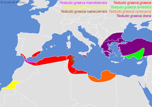 Natürliches Vorkommen der mediterranen Arten der Maurischen Landschildkröte (Testudo graeca). (C) Dominik Müller