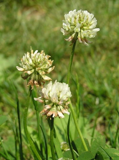 Weißklee (Trifolium repens), Foto: Dominik Müller