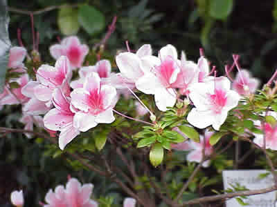 Azaleen (Rhododendron sp.). Foto: wikipedia.de