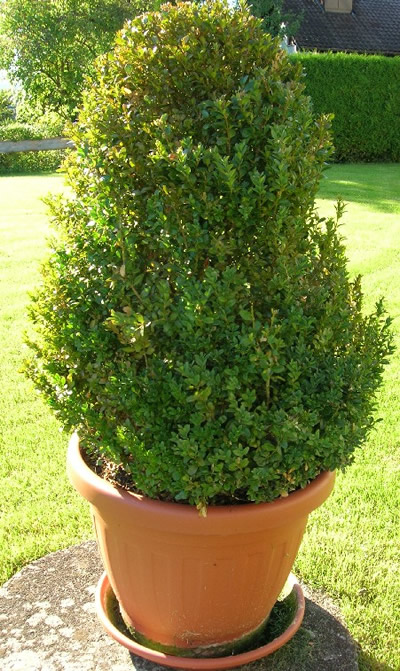 Buchsbaum (Buxus sempervirens). Foto: wikipedia.de