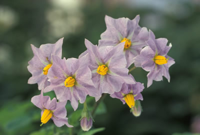 Kartoffel (Solanum tuberosum). Foto: wikipedia.de