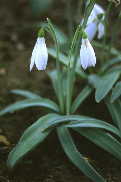 Schneeglöckchen (Galanthus sp.). Foto: wikipedia.de