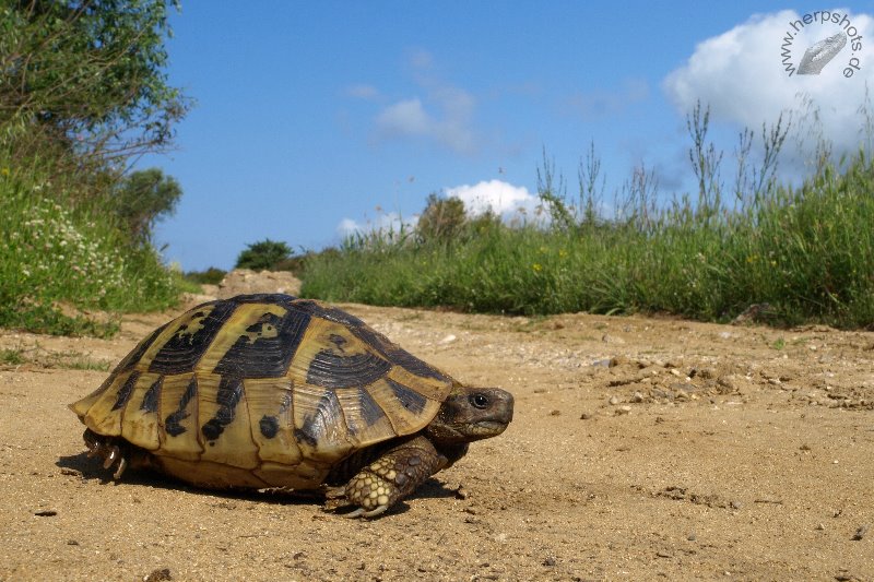 Grundwissen über Schildkröten Die SchildkrötenFarm