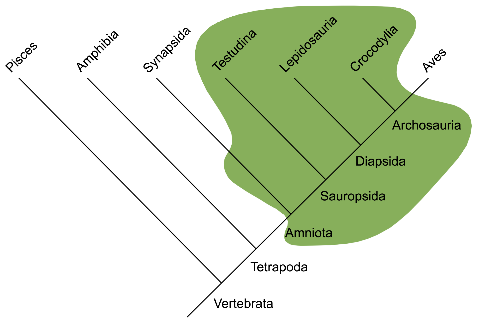 Systematik der Gattung Testudo Die SchildkrötenFarm