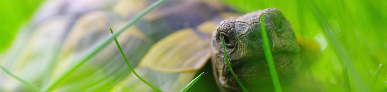 schildkroeten-farm_header.fw_