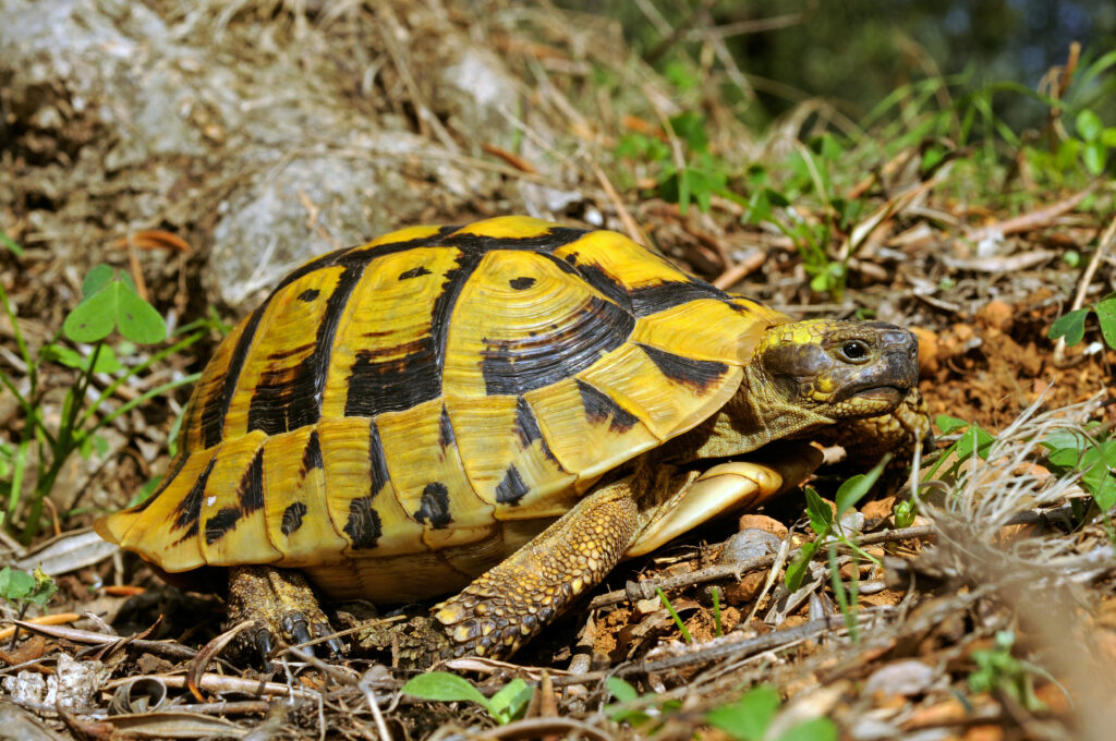 Griechische Landschildkröte (Testudo hermanni boettgeri) im natürlichen Lebensraum auf der Peloponnes (Griechenland) © bennytrapp - stock.adobe.com